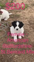 American Staffordshire Terrier Puppies for sale in Tampa, FL, USA. price: NA