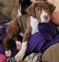 American Staffordshire Terrier Puppies for sale in Loveland, CO, USA. price: NA