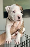American Staffordshire Terrier Puppies for sale in Stuart, FL 34997, USA. price: NA