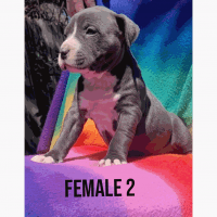 American Staffordshire Terrier Puppies for sale in Hico, TX 76457, USA. price: NA