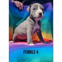 American Staffordshire Terrier Puppies for sale in Hico, TX 76457, USA. price: NA