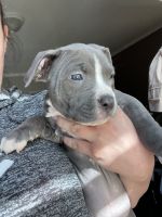 American Staffordshire Terrier Puppies for sale in Antioch, CA 94531, USA. price: NA