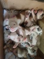 American Staffordshire Terrier Puppies for sale in Delhi, India. price: 20000 INR