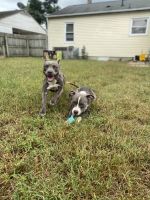 American Staffordshire Terrier Puppies for sale in Newport News, VA, USA. price: NA