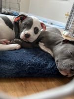 American Staffordshire Terrier Puppies for sale in Stockton, CA, USA. price: NA