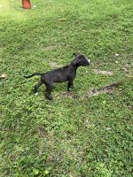 American Staffordshire Terrier Puppies for sale in Broward County, FL, USA. price: NA