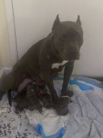 American Staffordshire Terrier Puppies for sale in San Diego, CA, USA. price: NA