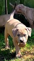 American Staffordshire Terrier Puppies for sale in Savannah, GA 31419, USA. price: NA
