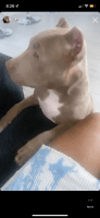 American Staffordshire Terrier Puppies for sale in Glendale, AZ, USA. price: NA