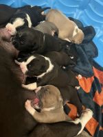 American Staffordshire Terrier Puppies for sale in 1384 W 152nd St, Compton, CA 90220, USA. price: NA
