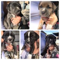 American Staffordshire Terrier Puppies for sale in Fontana, CA, USA. price: NA