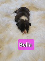 American Staffordshire Terrier Puppies for sale in Fredericksburg, VA 22401, USA. price: NA