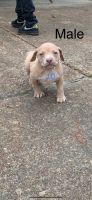 American Staffordshire Terrier Puppies for sale in Bartlett, TN, USA. price: NA