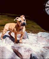 American Staffordshire Terrier Puppies for sale in Colorado Springs, CO 80909, USA. price: NA