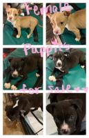 American Staffordshire Terrier Puppies for sale in Cypress, TX, USA. price: NA
