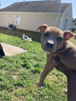 American Staffordshire Terrier Puppies for sale in Raleigh, NC 27610, USA. price: NA