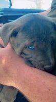 American Staffordshire Terrier Puppies for sale in Hendersonville, NC, USA. price: NA