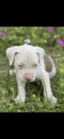 American Staffordshire Terrier Puppies for sale in San Augustine, TX 75972, USA. price: NA