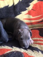 American Staffordshire Terrier Puppies for sale in Howard, CO, USA. price: NA