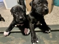 American Staffordshire Terrier Puppies for sale in 8892 N 114th Ave, Peoria, AZ 85345, USA. price: NA