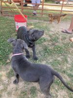 American Staffordshire Terrier Puppies for sale in Elberton, GA 30635, USA. price: NA