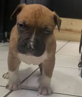 American Staffordshire Terrier Puppies for sale in Toledo, OH, USA. price: NA