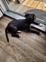 American Staffordshire Terrier Puppies for sale in Clover, SC 29710, USA. price: NA