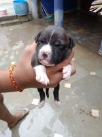 American Staffordshire Terrier Puppies for sale in Sector 46, Faridabad, Haryana, India. price: 15000 INR