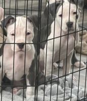 American Staffordshire Terrier Puppies Photos