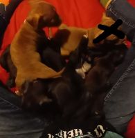 American Staffordshire Terrier Puppies for sale in Morrow, GA 30260, USA. price: NA