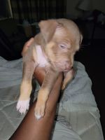 American Staffordshire Terrier Puppies for sale in Moline, IL, USA. price: NA