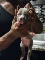 American Staffordshire Terrier Puppies for sale in Arlington, TX, USA. price: NA