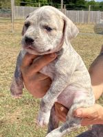 American Staffordshire Terrier Puppies for sale in Walden, NY 12586, USA. price: NA
