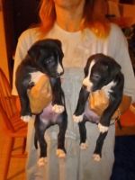 American Staffordshire Terrier Puppies Photos