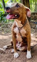 American Staffordshire Terrier Puppies for sale in Vadama, Kerala, India. price: 5000 INR