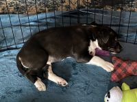 American Staffordshire Terrier Puppies for sale in Moore, OK, USA. price: NA
