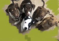 American Staffordshire Terrier Puppies for sale in Miramar, FL 33027, USA. price: NA