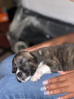 American Staffordshire Terrier Puppies for sale in Pittsburgh, PA, USA. price: $65,000