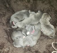 American Staffordshire Terrier Puppies for sale in Gretna, VA 24557, USA. price: $200