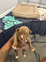 American Staffordshire Terrier Puppies for sale in Peachtree Corners, GA, USA. price: $2,000