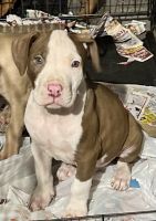 American Staffordshire Terrier Puppies for sale in Toledo, OH, USA. price: $700
