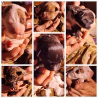 American Staffordshire Terrier Puppies for sale in Springfield, MO, USA. price: $700