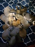 American Staffordshire Terrier Puppies for sale in Phoenix, Arizona. price: $400