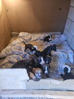 American Staffordshire Terrier Puppies for sale in Bell Gardens, California. price: $350