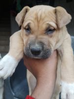 American Staffordshire Terrier Puppies for sale in Greater Noida, Uttar Pradesh. price: 8 INR