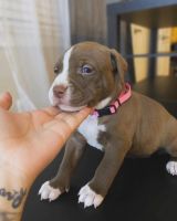 American Staffordshire Terrier Puppies for sale in Broomfield, Colorado. price: $600