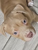 American Staffordshire Terrier Puppies for sale in Van Nuys, California. price: NA