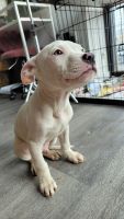 American Staffordshire Terrier Puppies for sale in Miami, Florida. price: NA