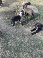 American Staffordshire Terrier Puppies for sale in Bell, California. price: $200