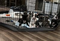 American Staffordshire Terrier Puppies for sale in Mesa, Arizona. price: $500